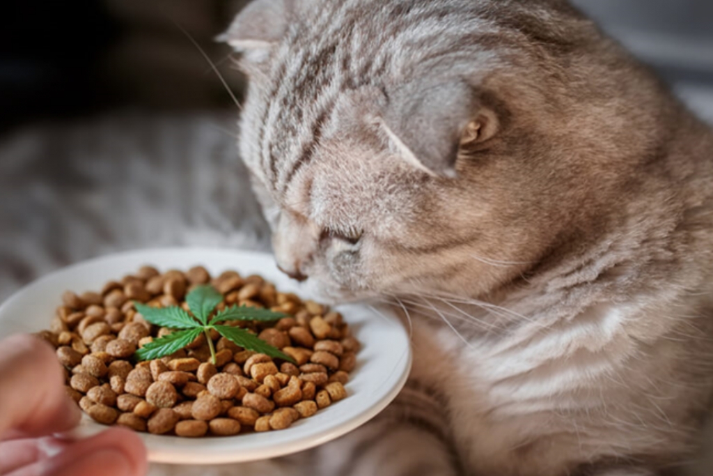Are CBD cat treats Good For Your Pet - EconoTimes