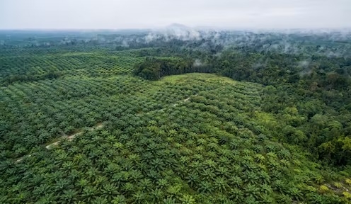 Major palm oil companies broke their promise on No Deforestation – recovery is needed - Vimarsana News