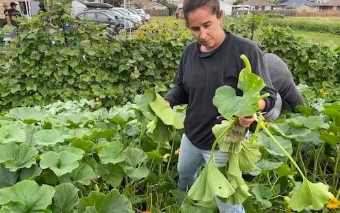 Basic income could play an important role in creating a more just and sustainable food system - Vimarsana News