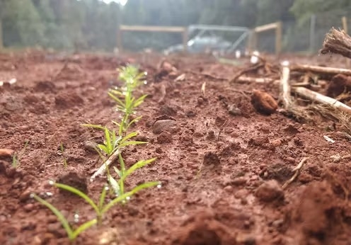 Drone seeding and E-seeds sound exciting, but ecosystem restoration needs practical solutions - Vimarsana News