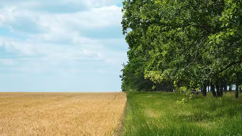 'Regenerative agriculture' is all the rage - but it's not going to fix our food system - Vimarsana News